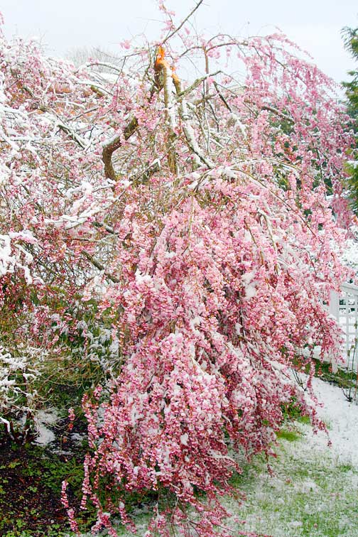 Snow and cherry tree
